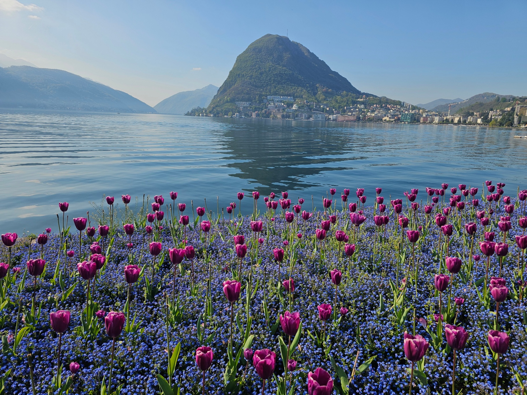 Tulipani viola in fiore sul lungolago di Lugano con riflesso del Monte San Salvatore sull'acqua